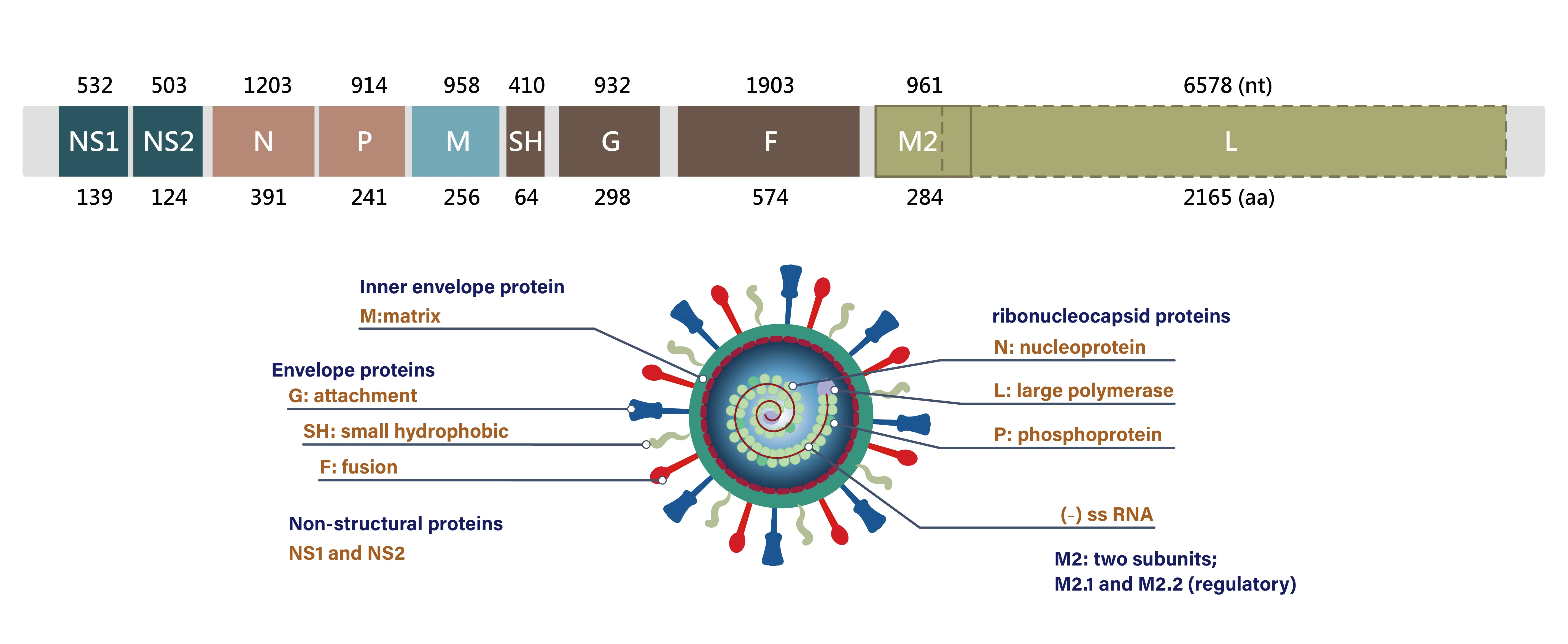 The Resurgence Of Human Respiratory Syncytial Virus (RSV) Infections ...